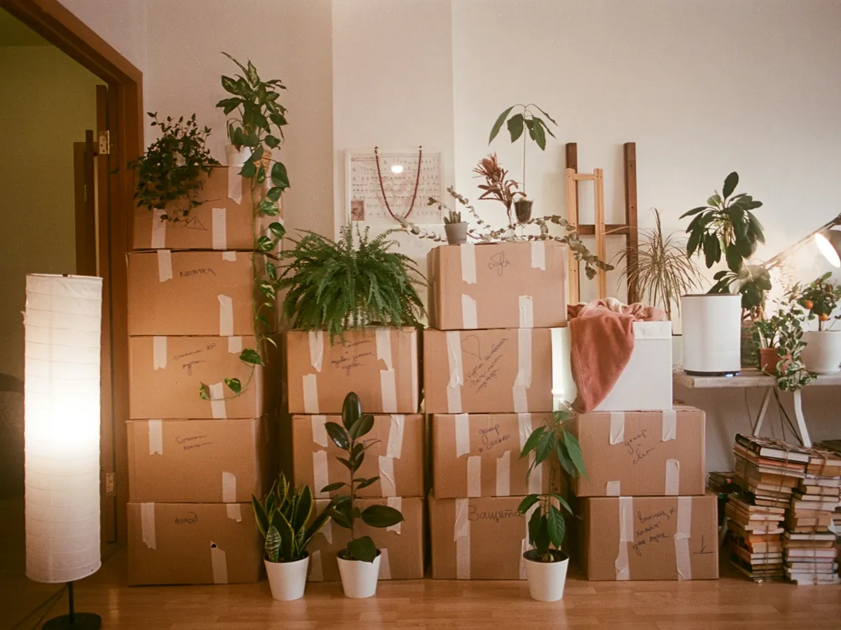 A room of packed boxes and plants