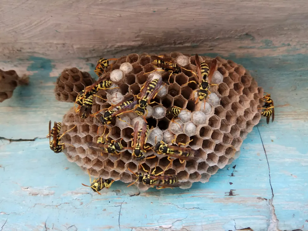 A wasp nest