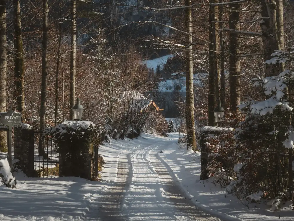 A cleared lane through snowy trees
