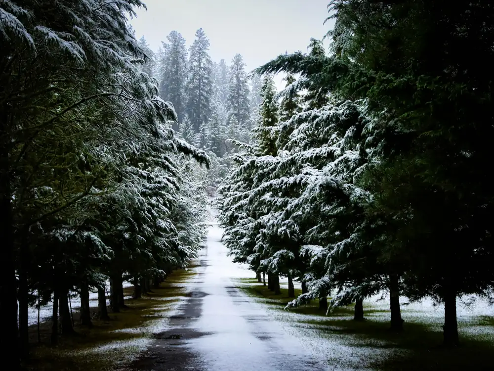 A cleared road between snowy trees