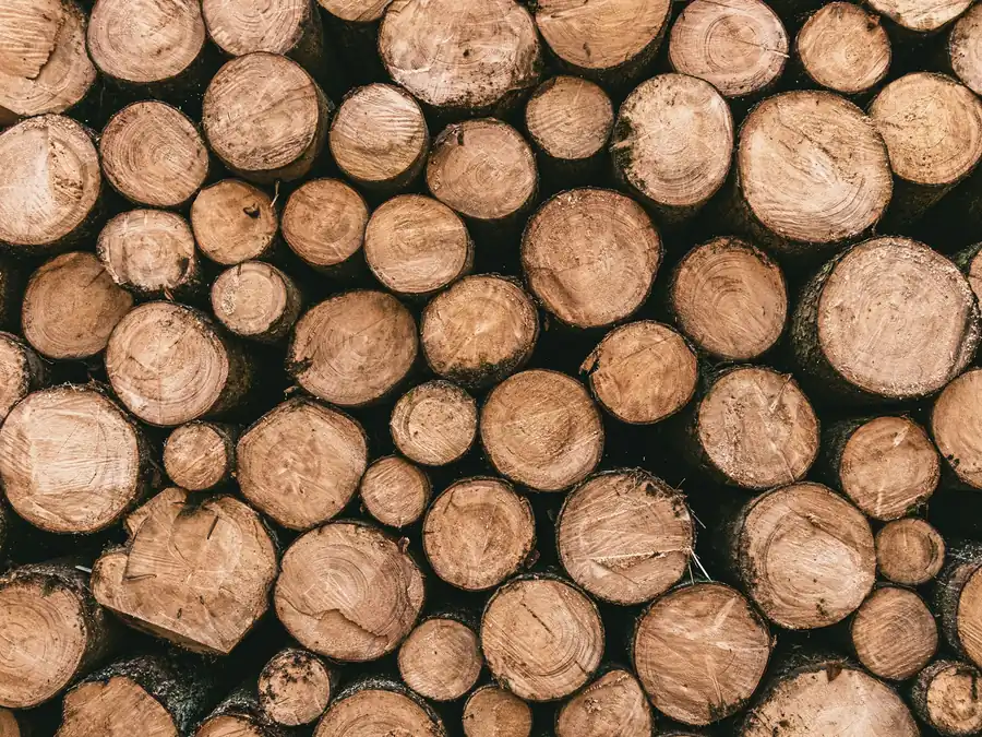 Cut logs stacked