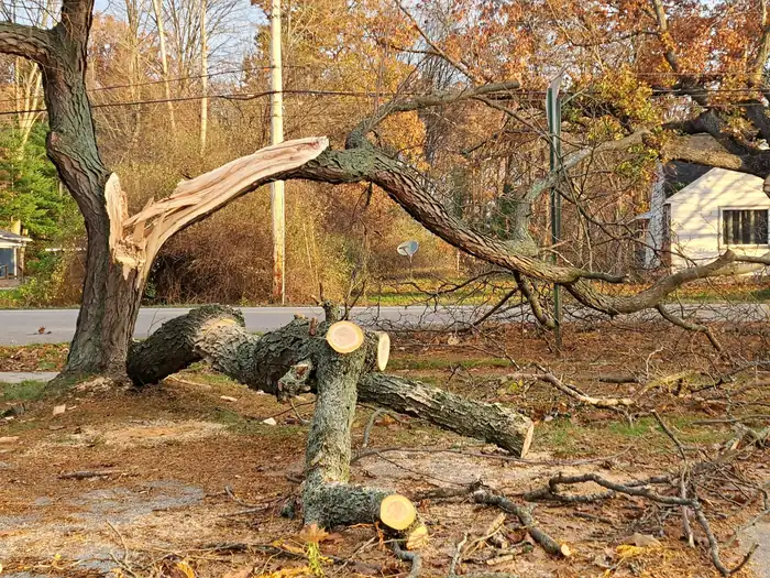 A tree split by a storm