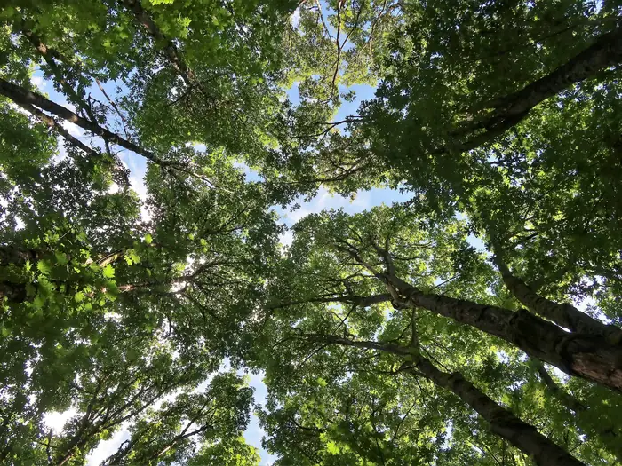 Looking up into a tree canopy
