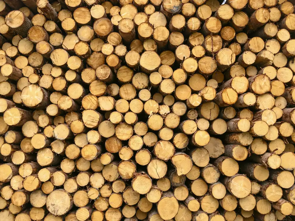 Stacked logs from a cut tree