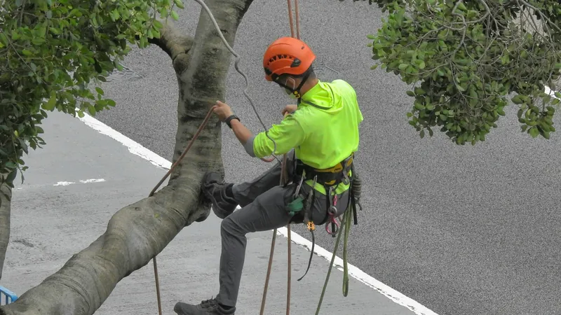 An arborist climbing a tree on ropes